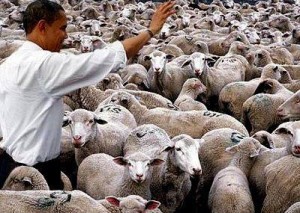Obamasheep